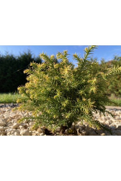 Криптомерія японська Вілморін Голд опис